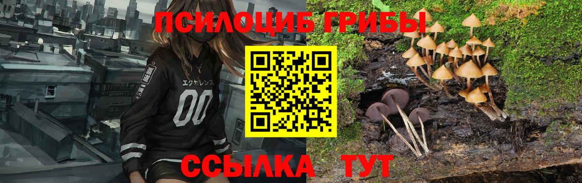 Псилоцибиновые грибы Cubensis  Вход с VPN  Знаменск 